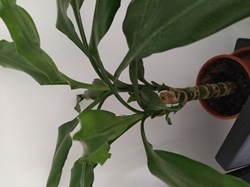 Dracaena fragrans