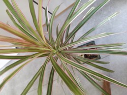 Dracaena reflexa