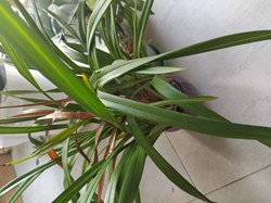 Orchidée