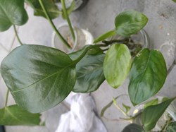 Monstera friedrichthalii