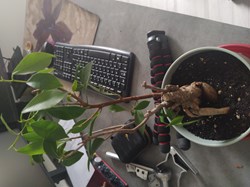 Ficus gengsen