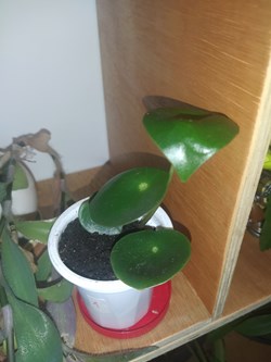 peperomia raindrop