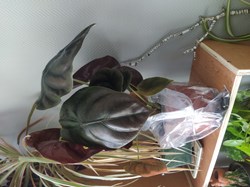 Alocasia cuprea red secret