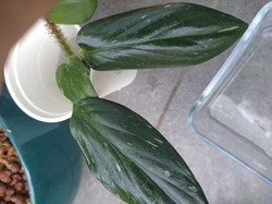 Monstera standleyana