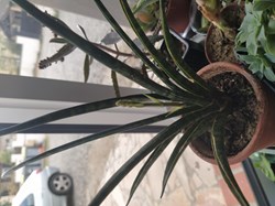 Sansevieria mikado