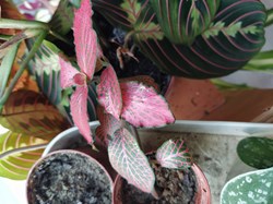 Fittonia rose