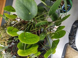 Pilea peperomoides