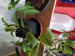 Peperomia pereskiifolia