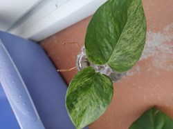 Pothos marble queen