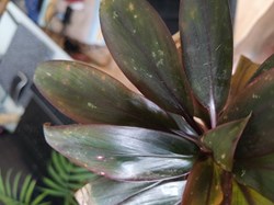 Cordyline fruticosa
