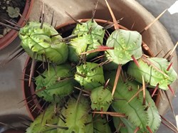 Euphorbia enopla boiss