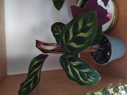 Calathea makoyana