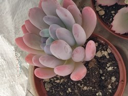 Pachyphytum oviferum purpus