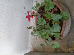 Heuchére firefly
