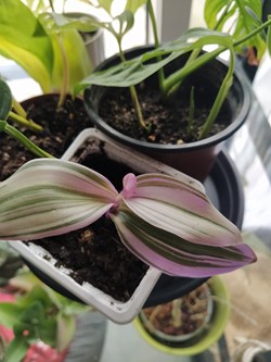Trandescantia nanouk