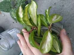 Hoya carnosa krimson princess
