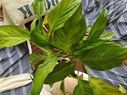 Spatiphyllum
