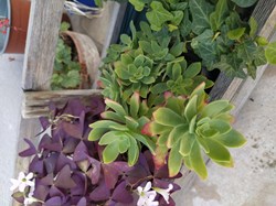 Plante grasse