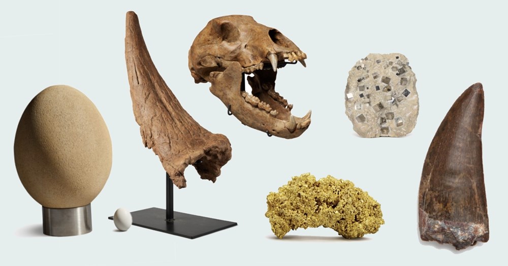 Meteorites, fossils... 7 exceptional objects put on sale by