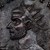 ClaudiusGothicus