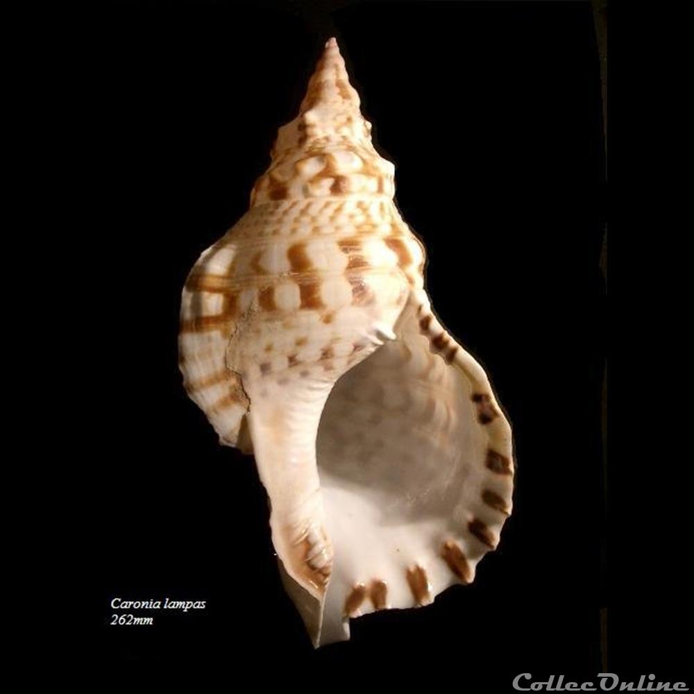  Collection de coquillages Classe: Gast&eacute;ropoda DESCRIPTION: Nom d'esp&egrave;ce + dimension + WO (With Operculum: avec opercule) Auteur, ann&eacute;e de description Localit&eacute;: pays, ville, plage Informations: caract&eacute;ristiques du lieu, profondeur...