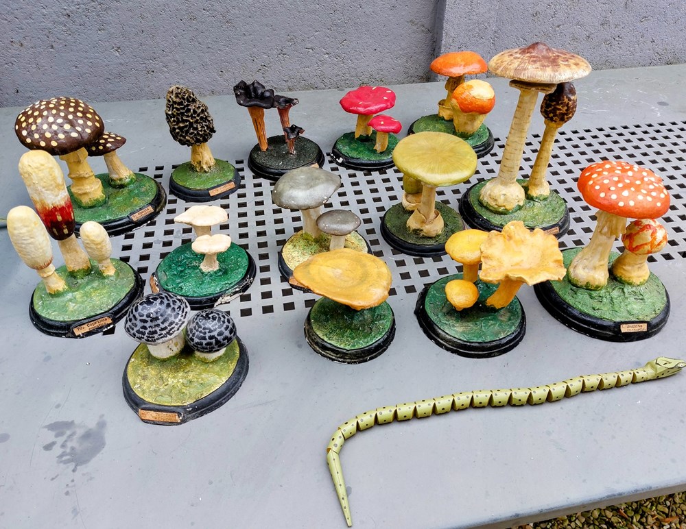 CHAMPIGNONS de vitrine pharmaceutique Modèles botaniques anciens en plâtre peints permettant au pharmacien de conseiller les patients. Le risque de confondre une espèce Comestible avec une autre espèce est important. PRUDENCE ! Un...