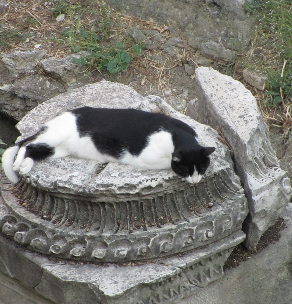 1 - CARTES  CHATS