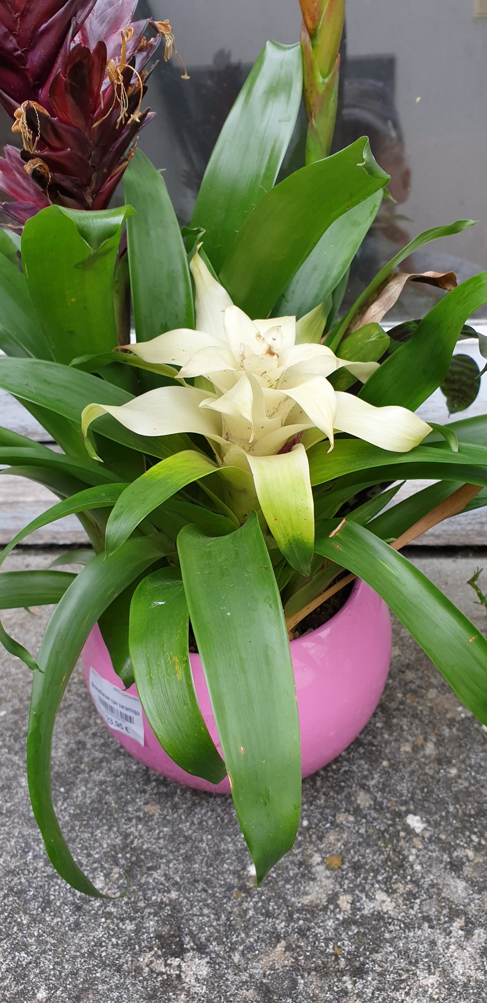 Les autres plantes