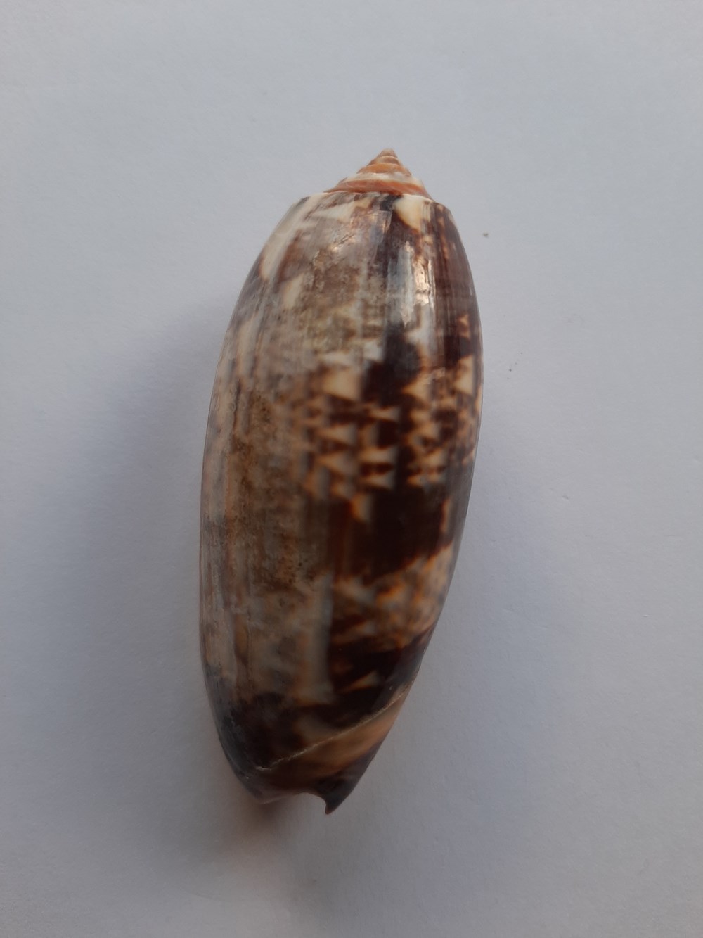  Las conchas de olivo son f&aacute;ciles de identificar. Son largos y suaves midiendo desde peque&ntilde;os hasta 2.7 pulgadas de longitud. Su aguja (remolino superior) es peque&ntilde;a y la abertura...