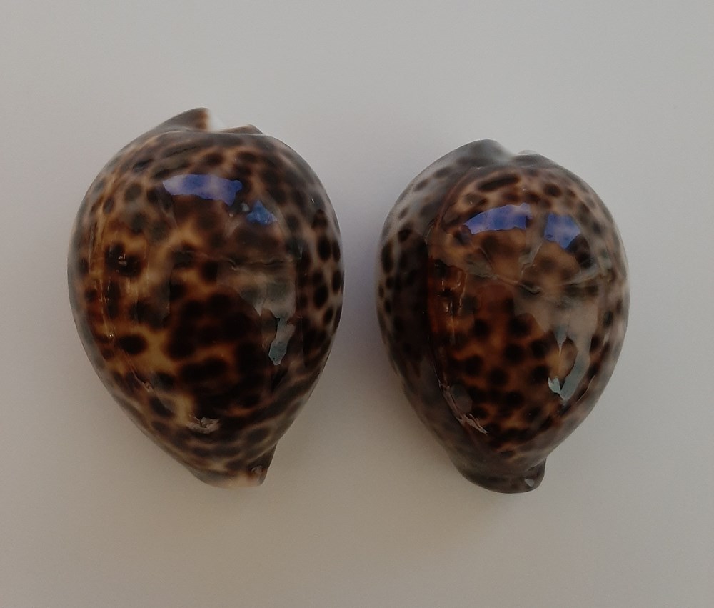  Cypraeidae, nombre com&uacute;n cauries o porcelanas, es una familia taxon&oacute;mica de caracoles marinos de porte diverso.&nbsp; Son moluscos gaster&oacute;podos marinos de la superfamilia Cypraeoidea. 