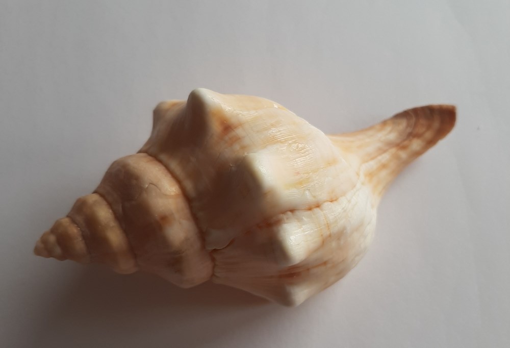 FASCIOLARIIDAE Los Fasciolariidae son una familia de moluscos gasterópodos de la superfamilia Buccinoidea. La familia Fasciolariidae probablemente apareció hace unos 110 millones de años durante el Cretácico
