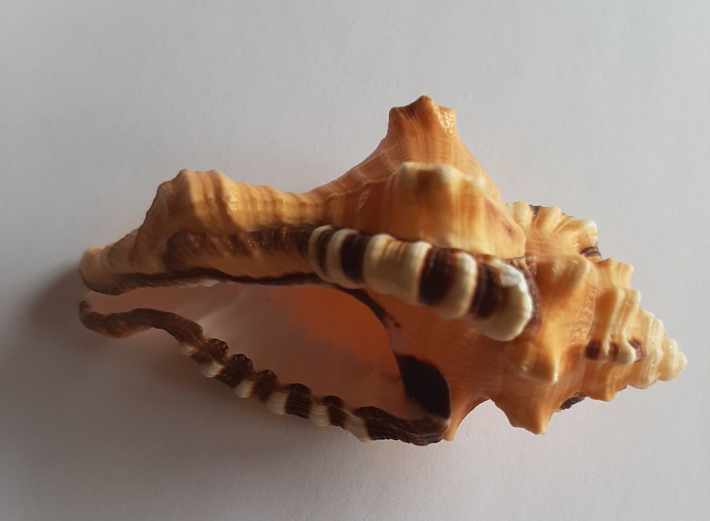 CYMATIIDAE Cymatiidae es una familia de grandes caracoles de mar de la superfamilia Tonnoidea y del orden Littorinimorpha. Los miembros de esta familia son depredadores.
