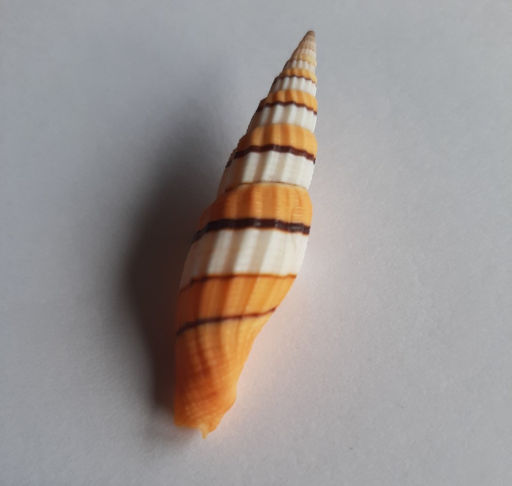 COSTELLARIDAE Esta familia era anteriormente conocida como Vexillidae. 
