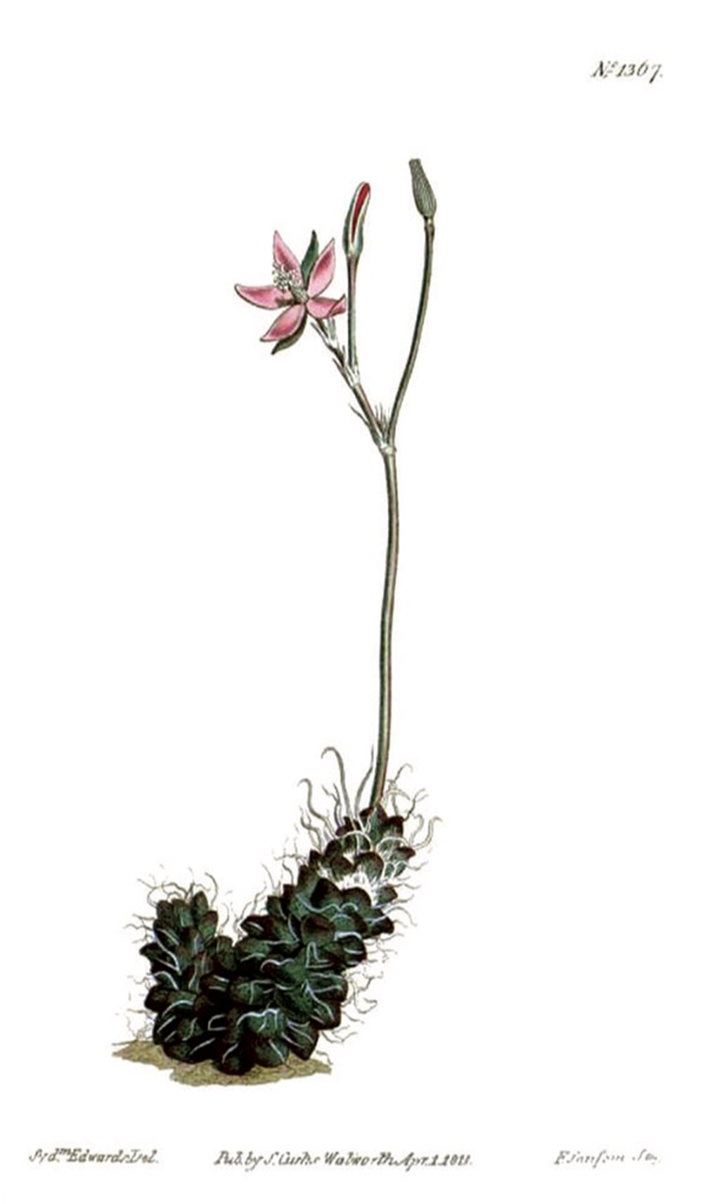 Famille Anacampseroyaceae