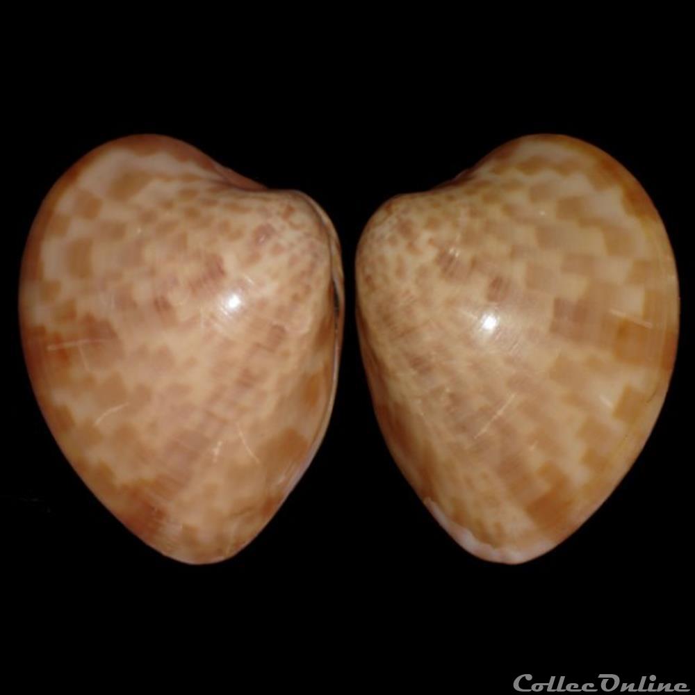  Les Petites Antilles font parties de la zone Cara&iuml;bes qui s'&eacute;tend des Keys, au sud de la Floride, &agrave; Rio de Janeiro au sud. Les strombidae y sont biens...
