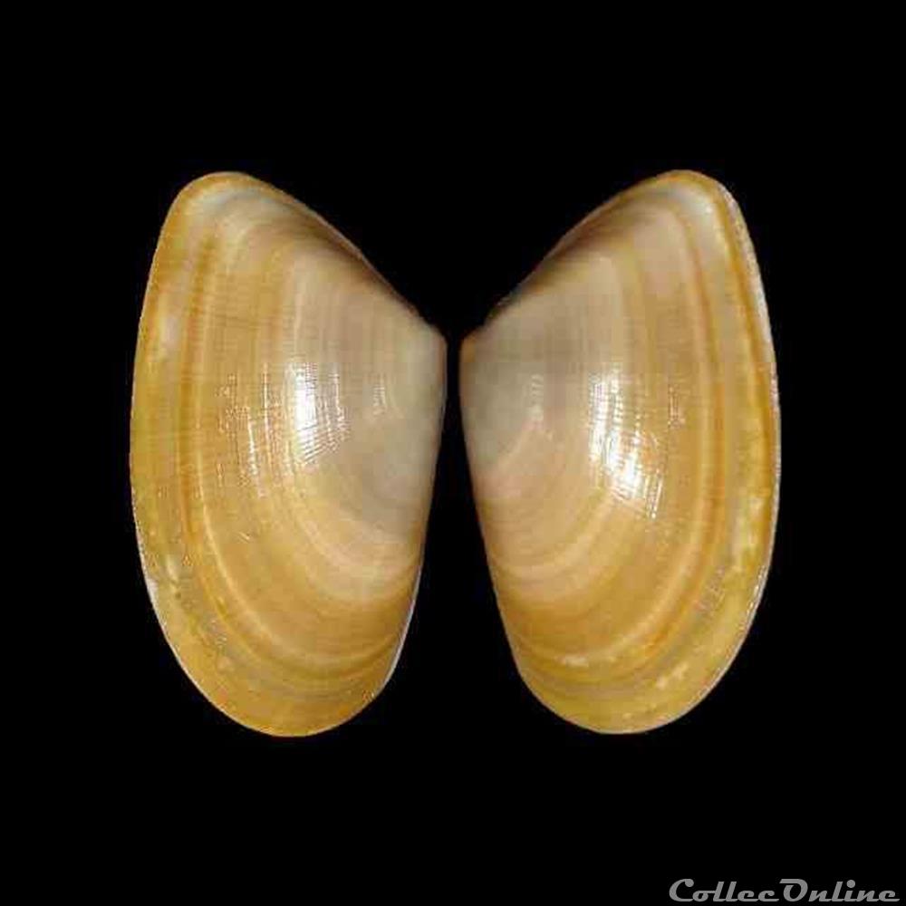  La zone m&eacute;diterran&eacute;enne ou lusitanienne couvre toute la M&eacute;diterran&eacute;e, la Mer Noire, la c&ocirc;te atlantique de l'Europe et de l'Afrique, de la Bretagne au Cap Blanc Nez ainsi que...