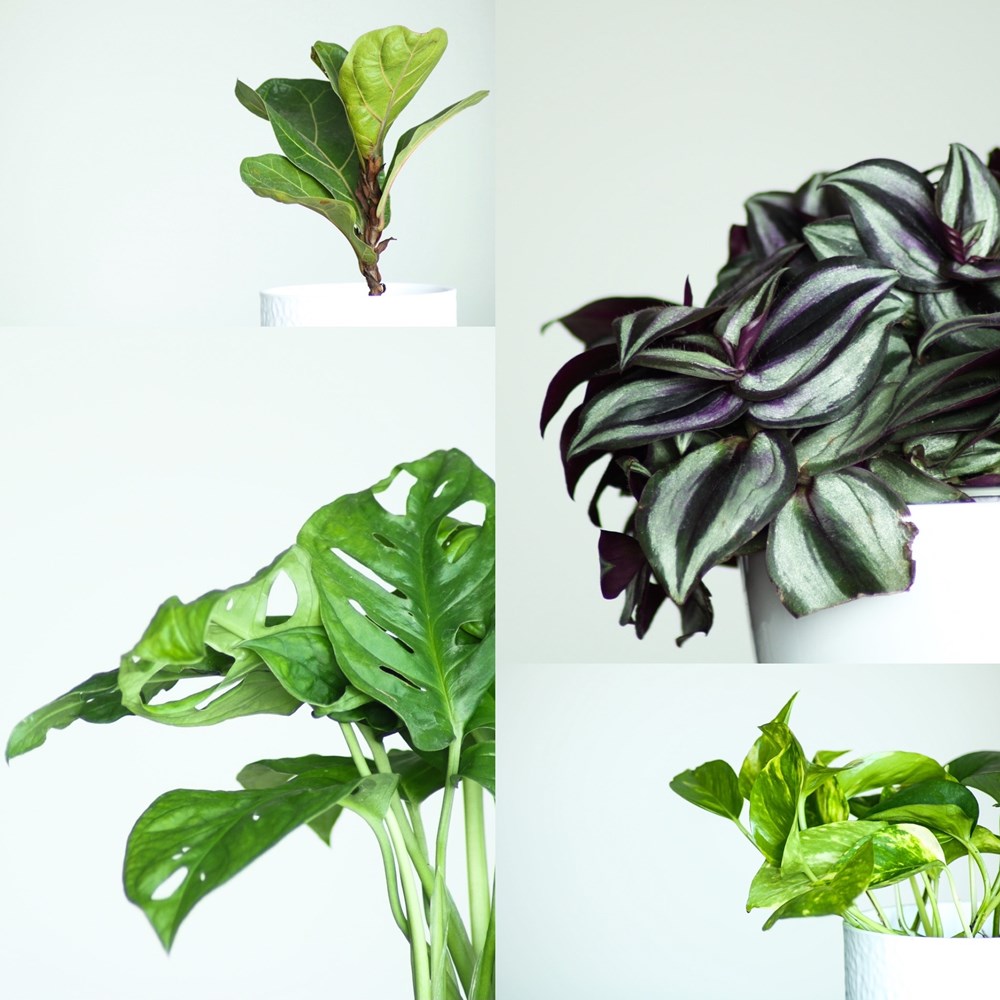 Houseplants Houseplants Collection This Collection shows my personal shelf of indoor plants, that I hope will only grow and one day, I might have a jungle on my hands...