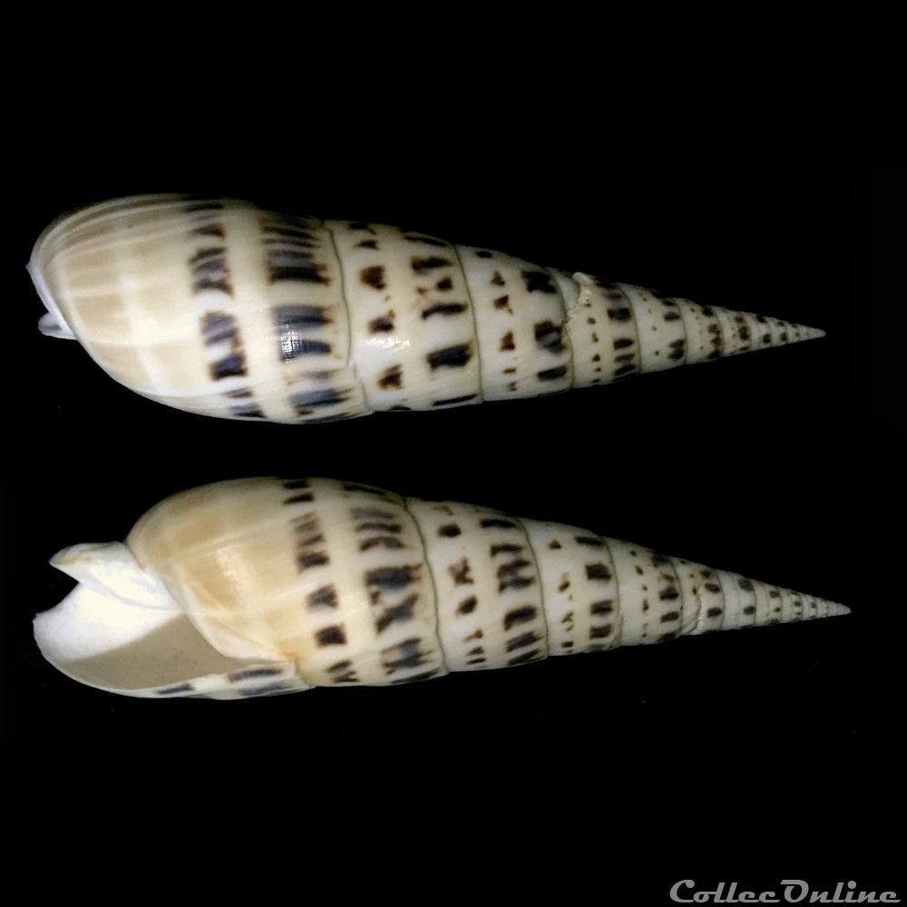 Terebridae Terebridae