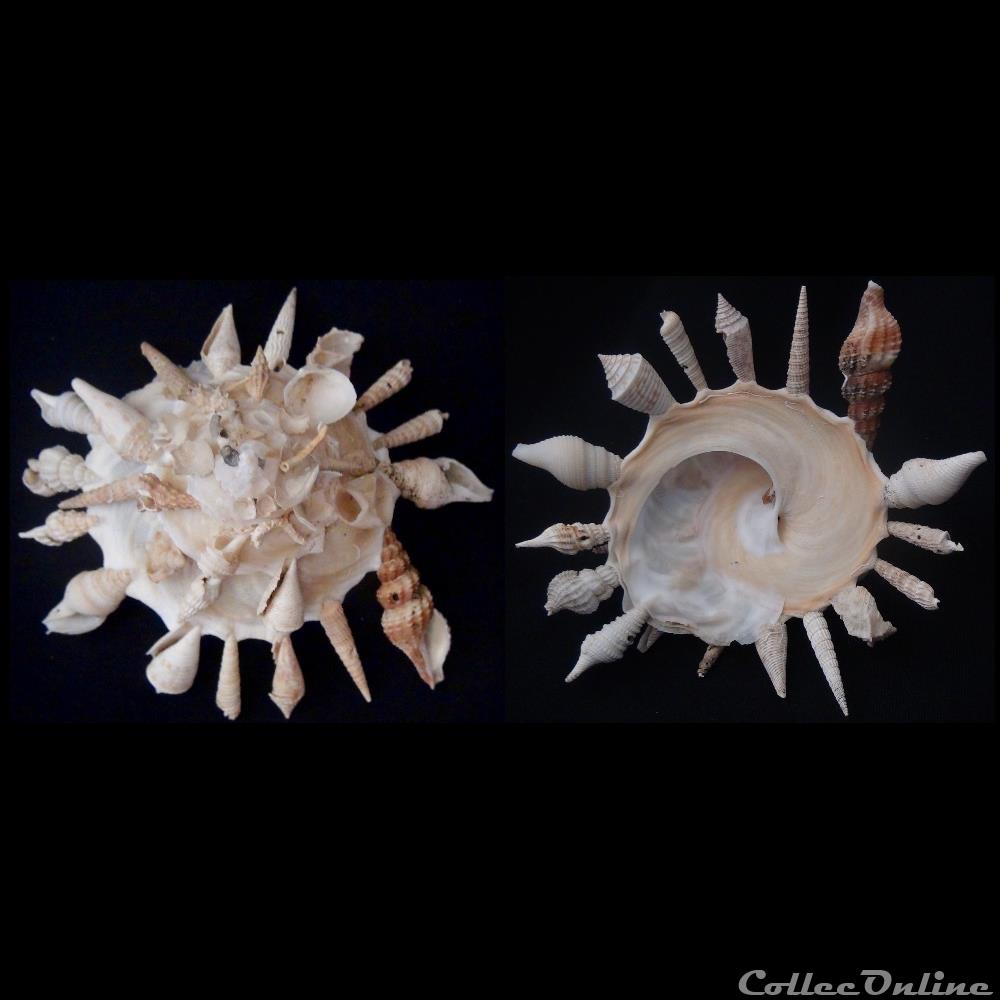Xenophoridae