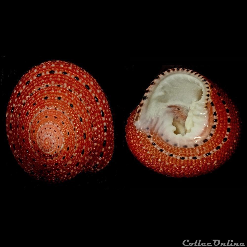 Trochidae Trochidae Rafinesque, 1815