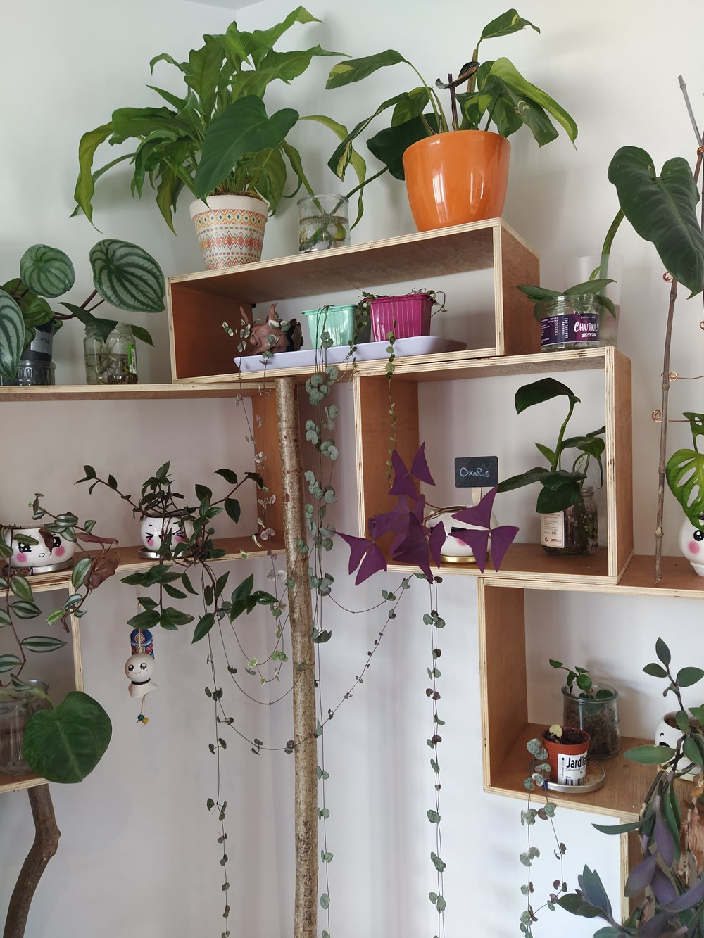 Mes plantes - int/ext Plantes d'intérieur et d'extérieur que je possède. Dispo pour en discuter, échanger, troquer. 