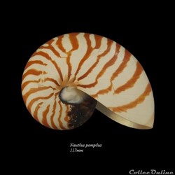 CEPHALOPODES