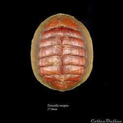 POLYPLACOPHORES