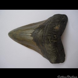 Collections de fossiles PALEOMANIA