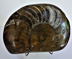 Coquillages et Fossiles