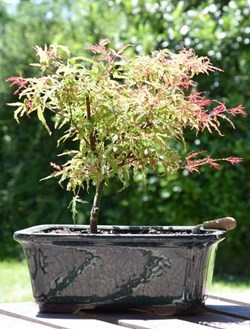 Mes bonsai