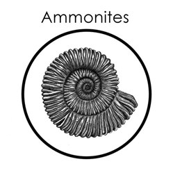 Ammonites y otros cefalópodos fósiles