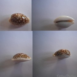 Cypraeidae