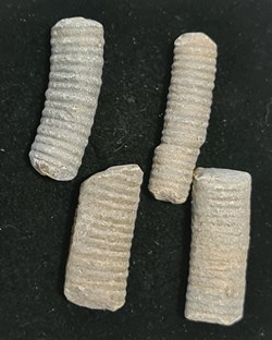 Fossils