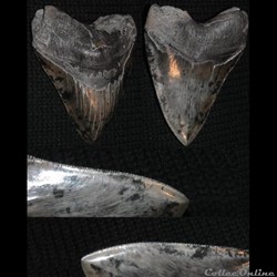 Fossils